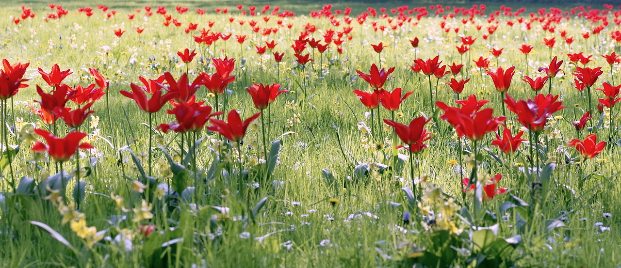 tulips meadow flowers free photo
