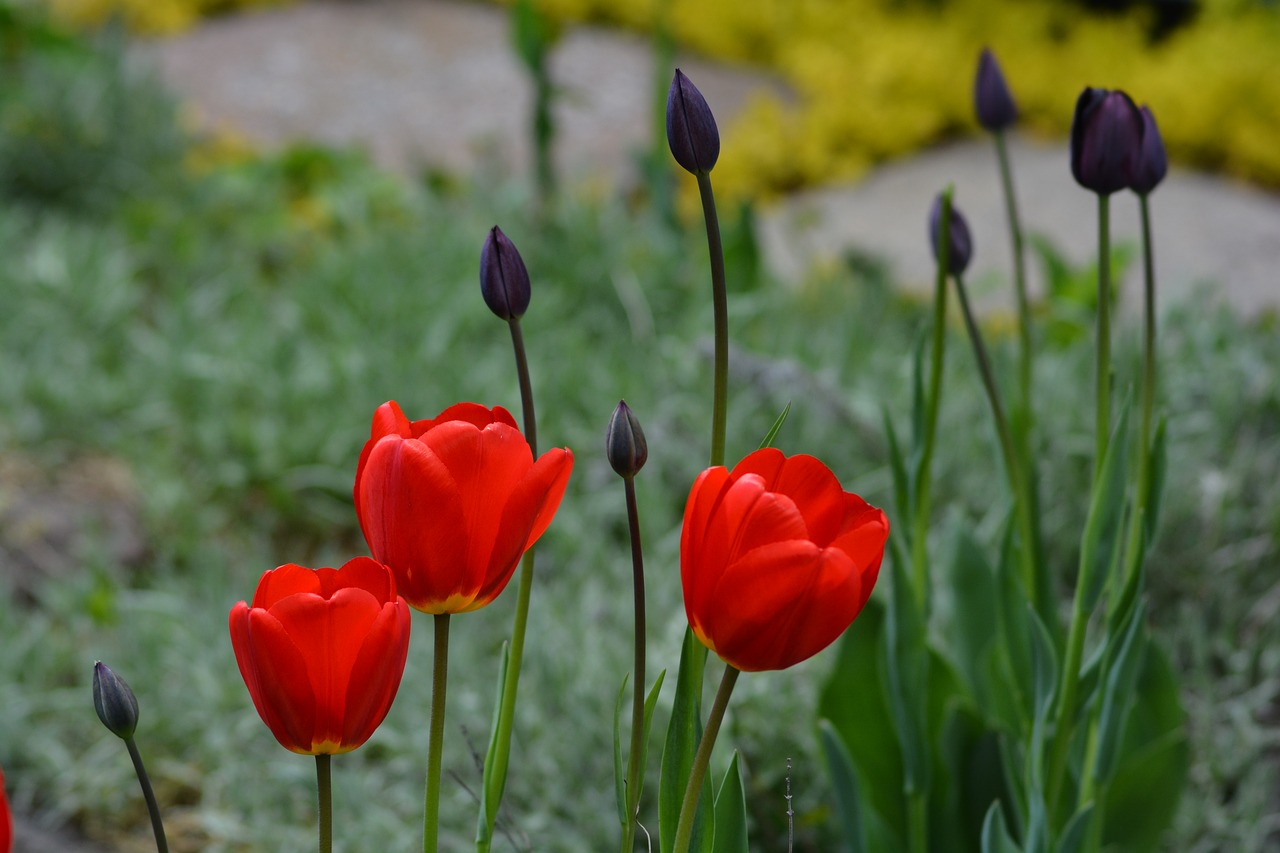 tulips flowers floral free photo