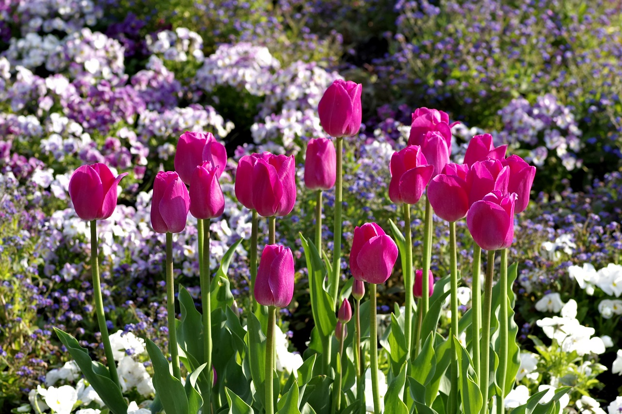 tulips pink karmazynowe free photo