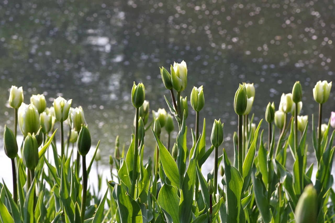 tulips green flower free photo