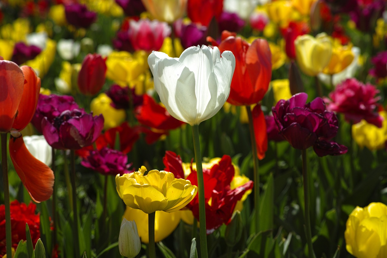 tulips flower flowers free photo