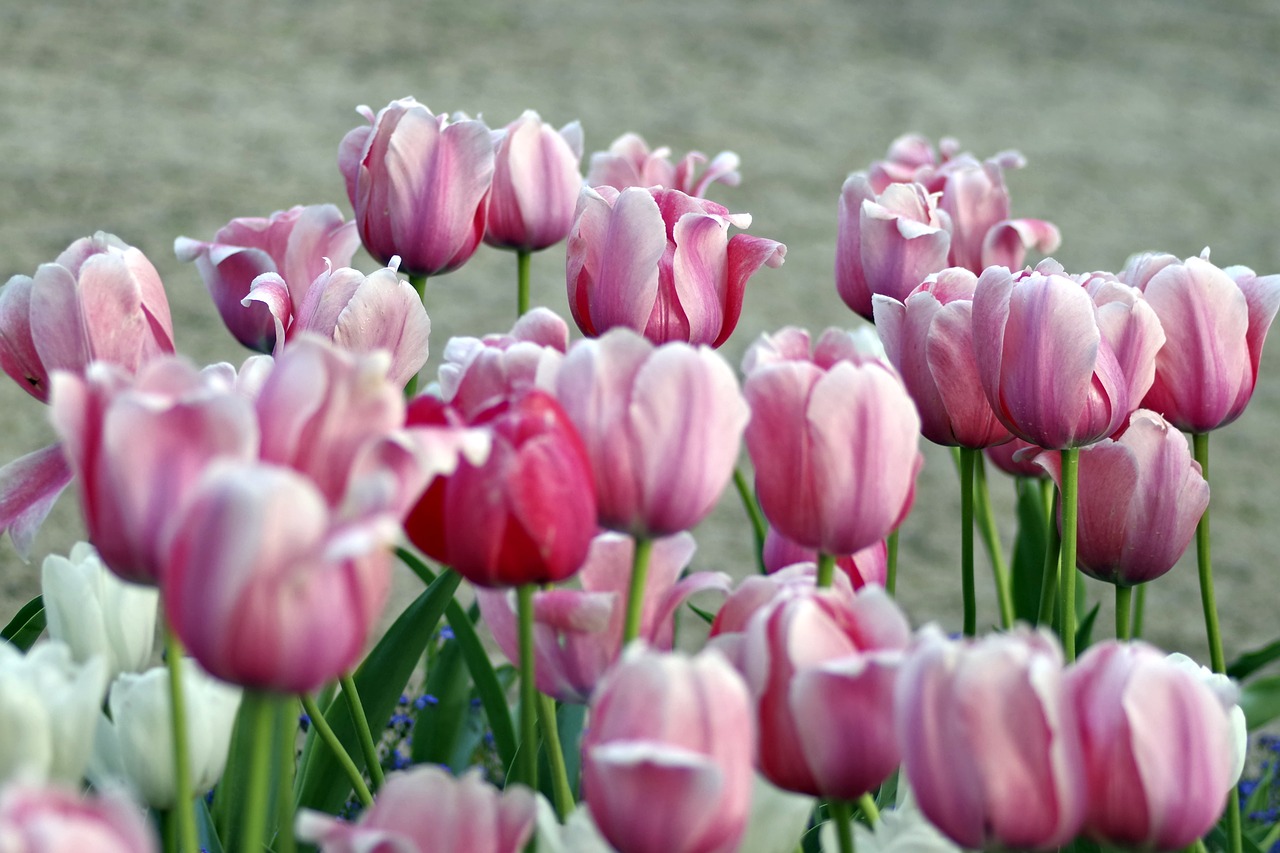 tulips violet pink free photo