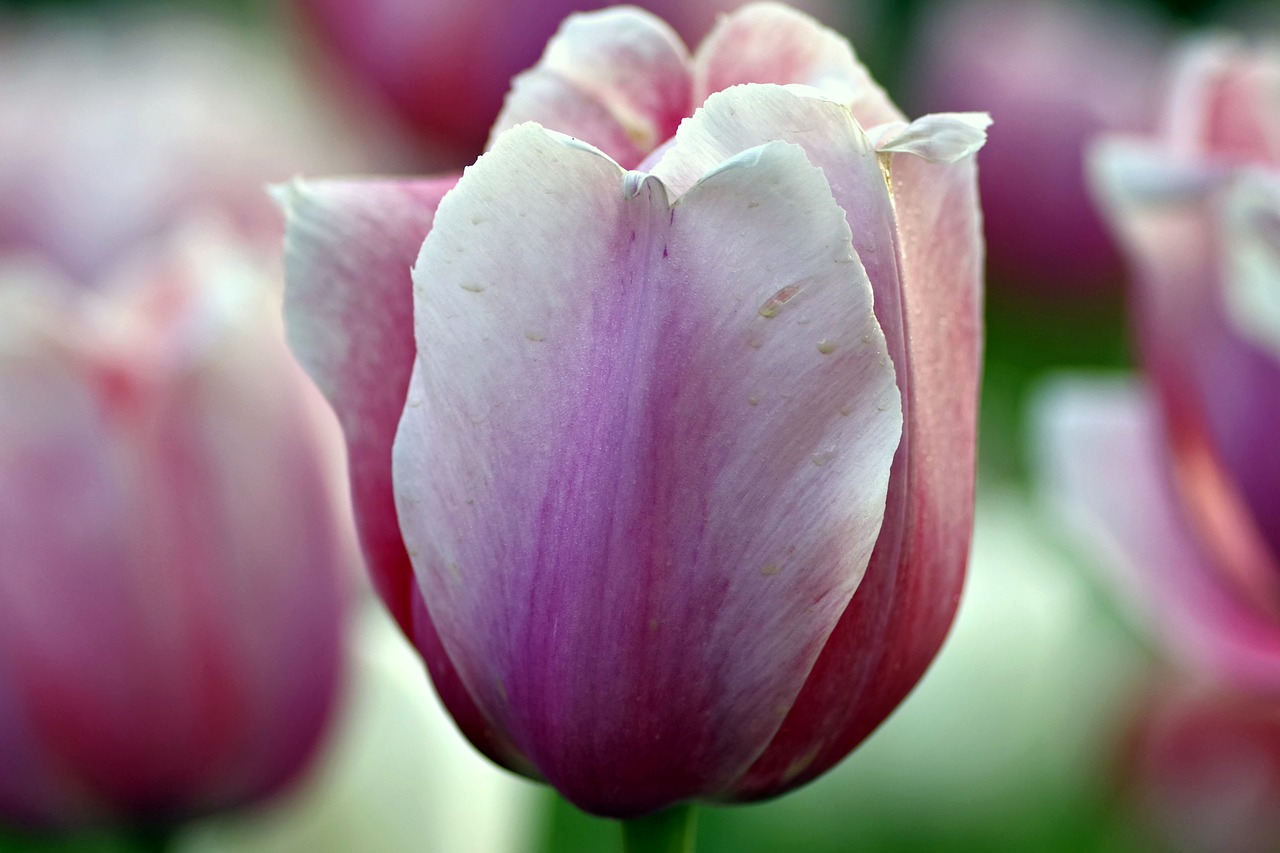 tulips violet pink free photo