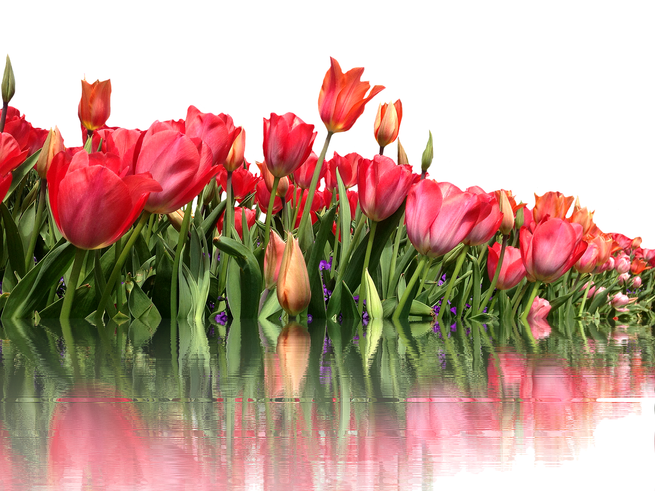 tulips isolated red free photo