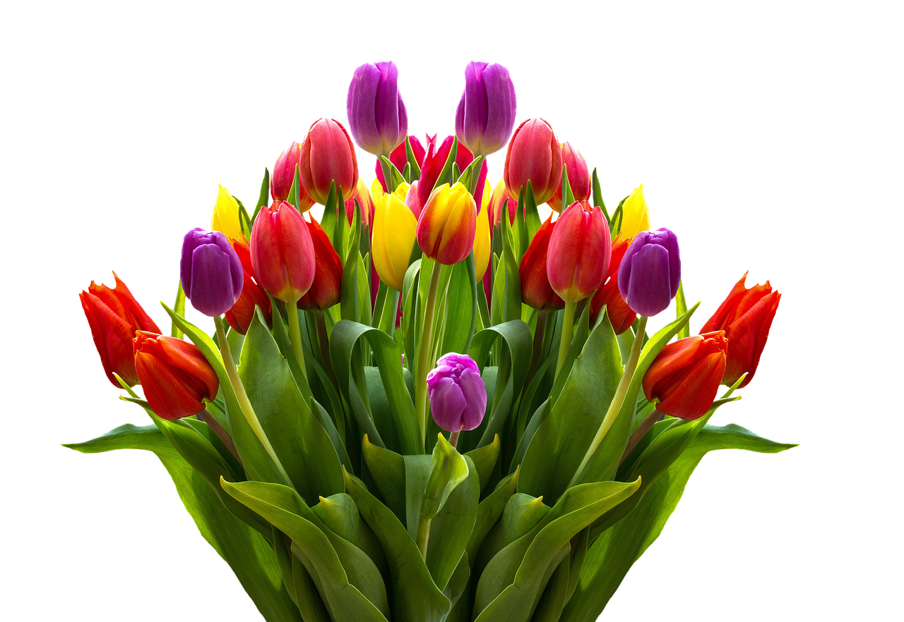 tulips flowers spring free photo