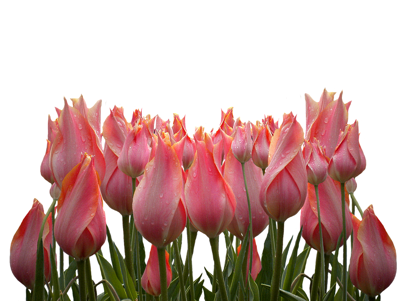 tulips isolated pink free photo