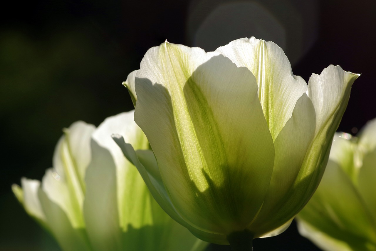 tulips green flowerbed free photo