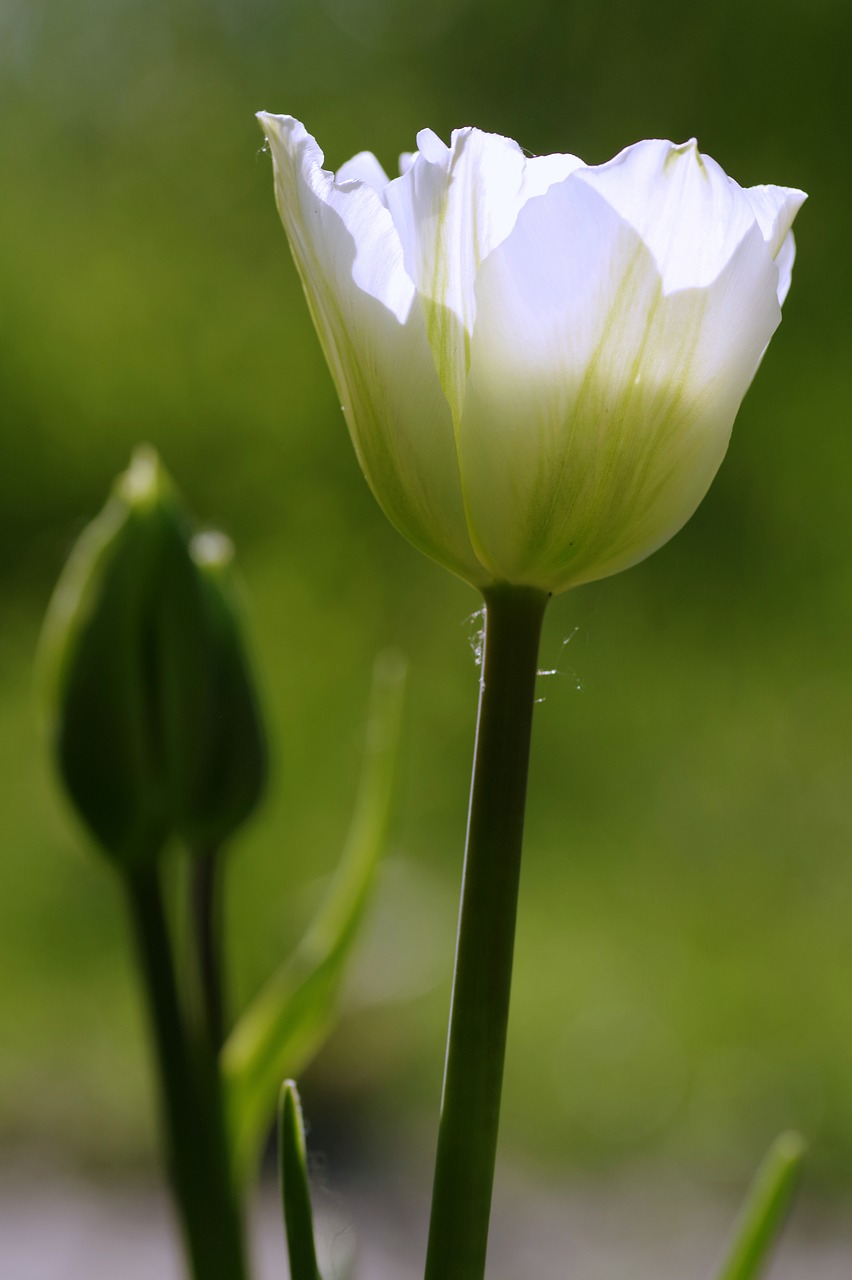 tulips green flowerbed free photo