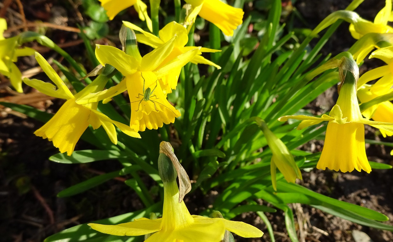 tulips garden nature free photo