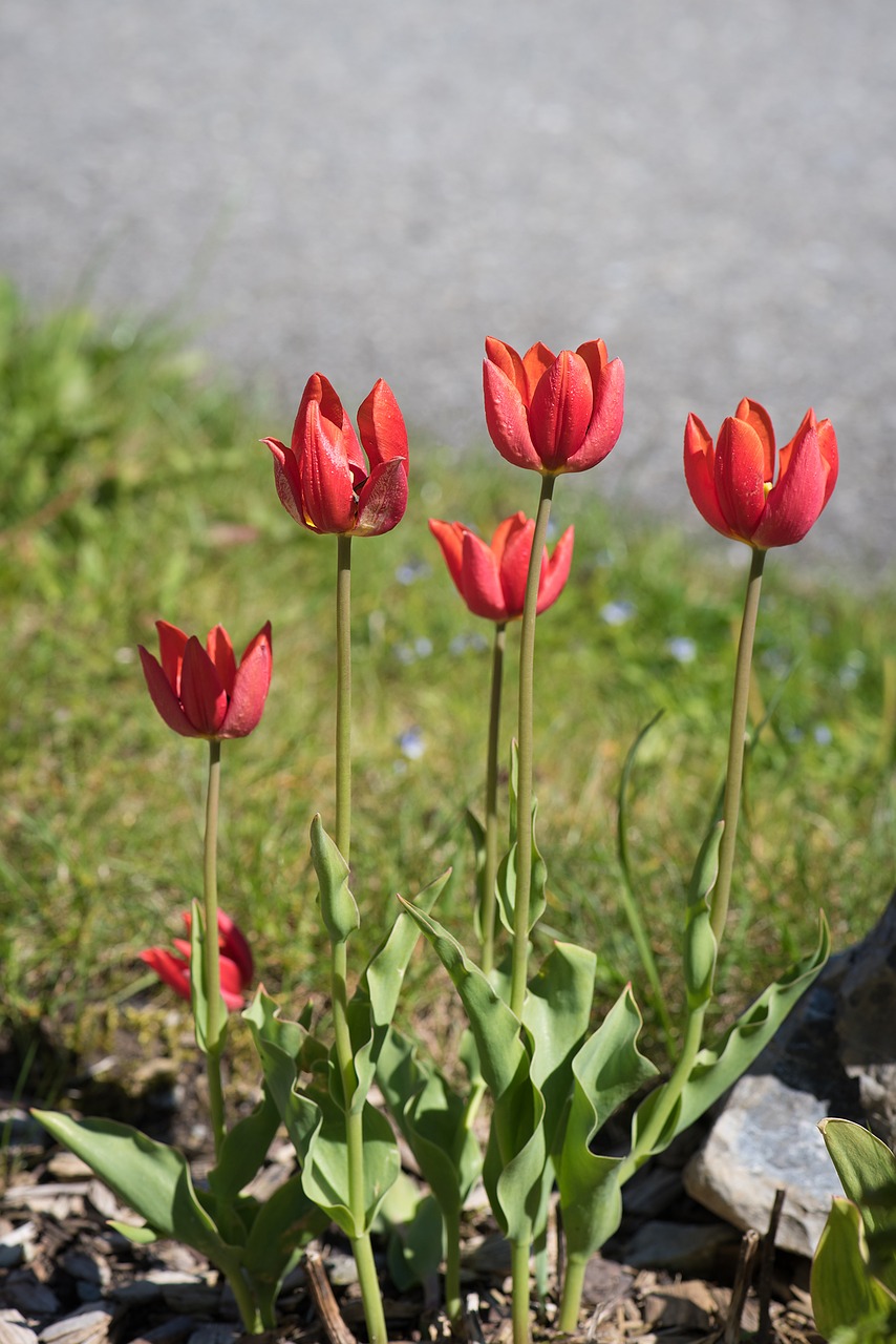 tulips red red tulips free photo