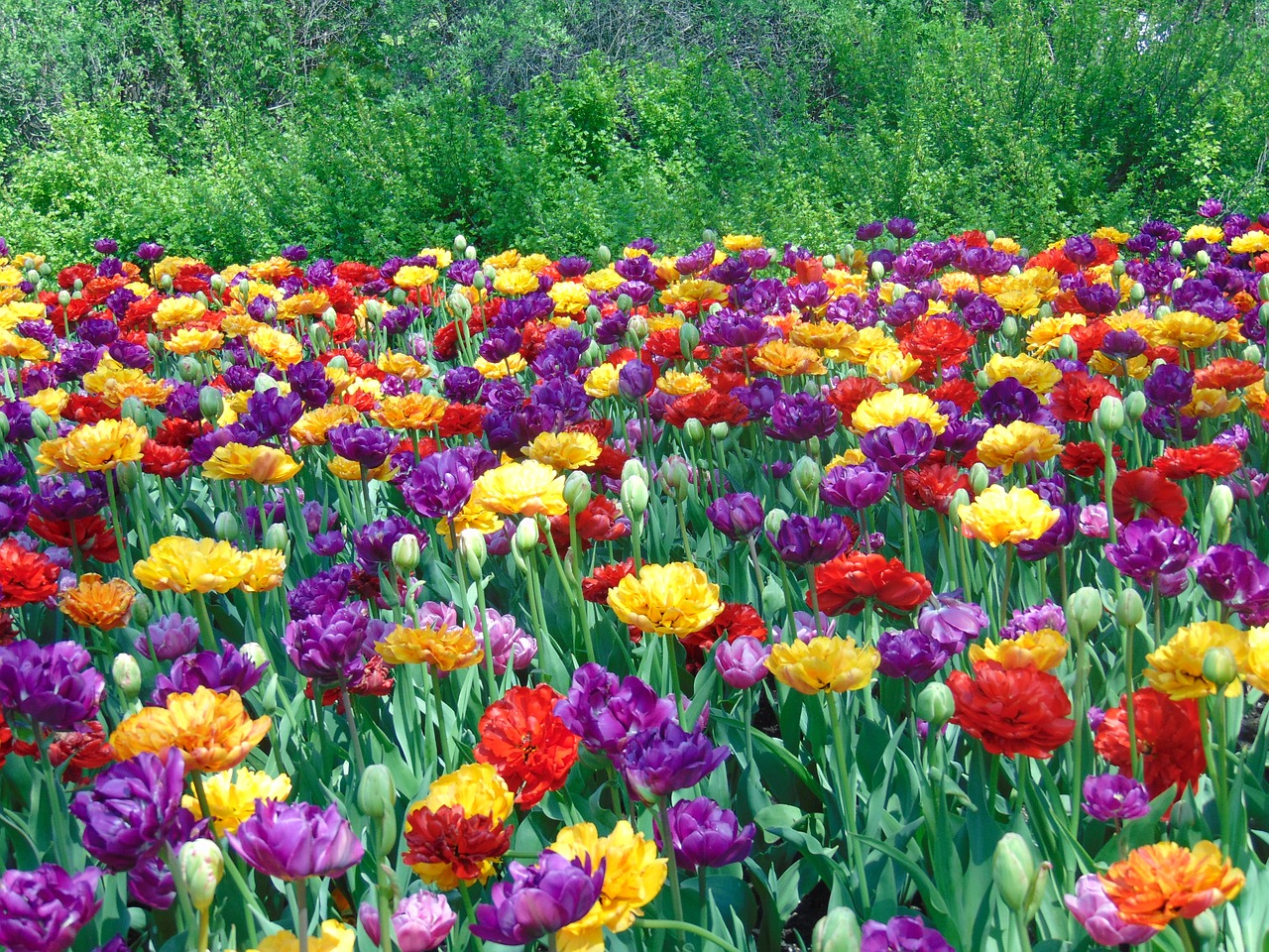 tulips flowers field free photo