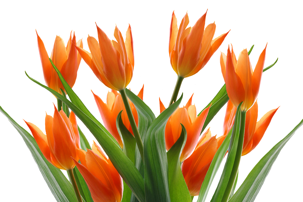 tulips spring flower free photo