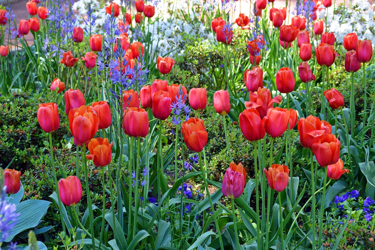 tulips flowers red free photo