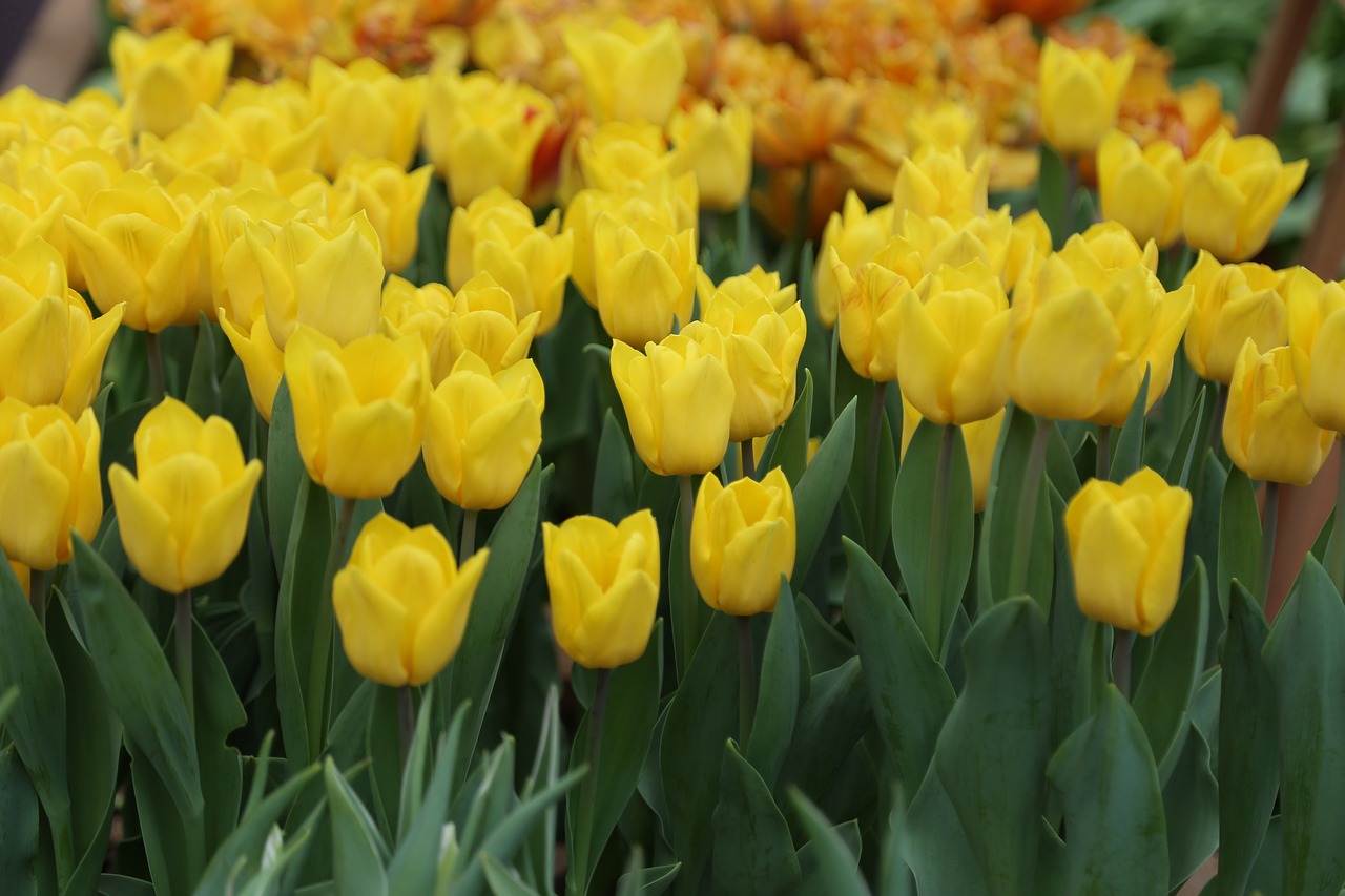 tulips yellow flowers free photo