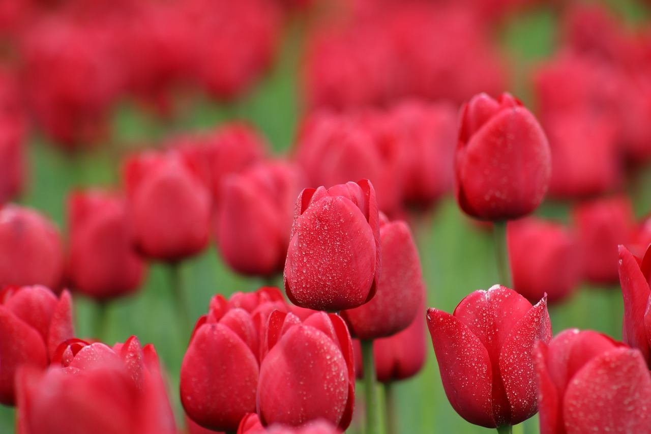 tulips red flowers free photo