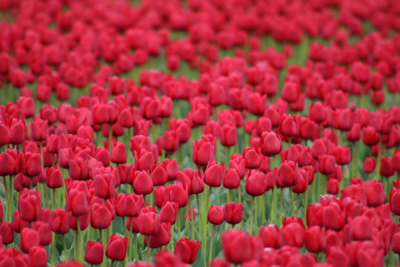 tulips red flowers free photo