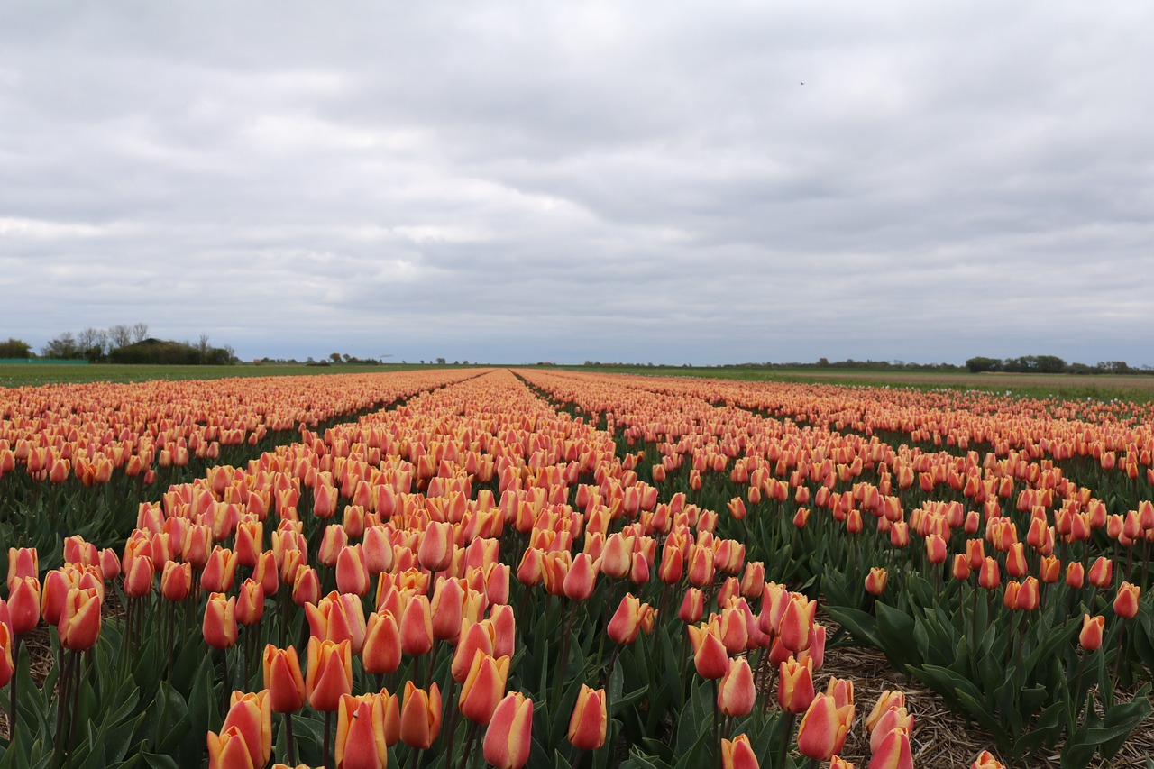 tulips colorful flowers free photo