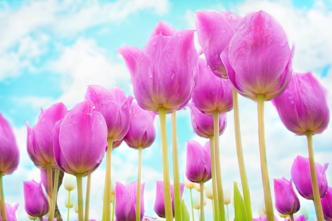 tulips pink spring free photo