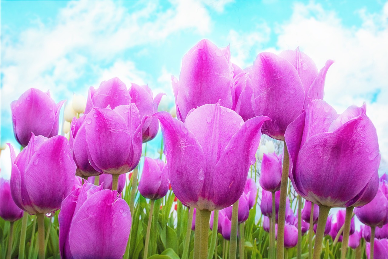 tulips pink spring free photo