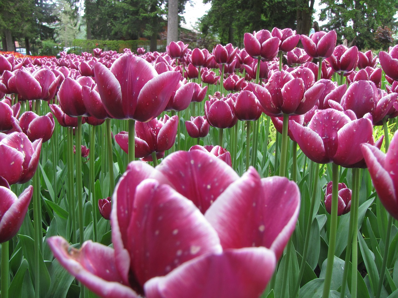 tulips flower floral free photo