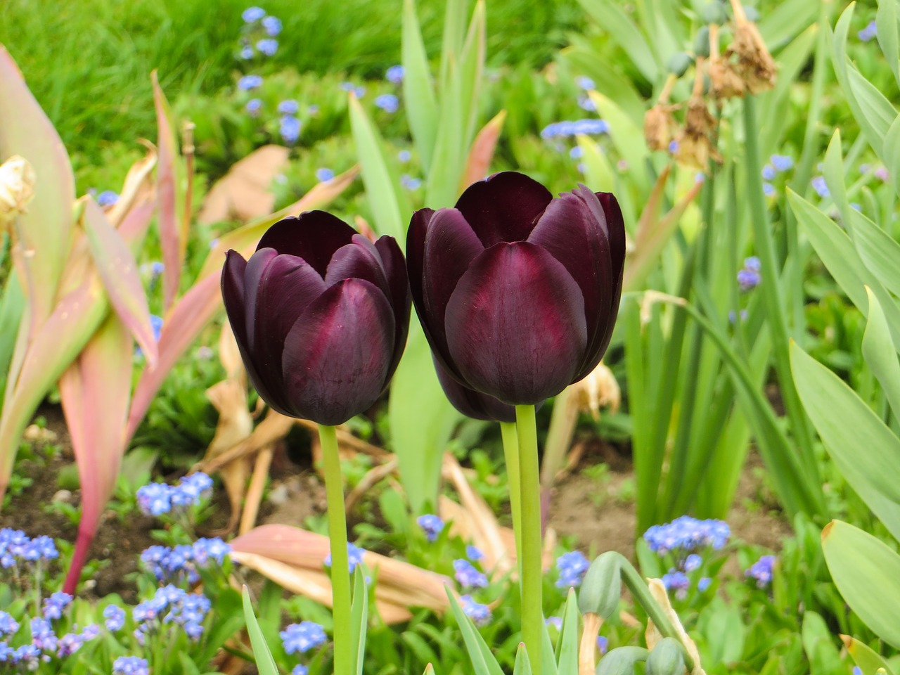 tulips nature flower free photo