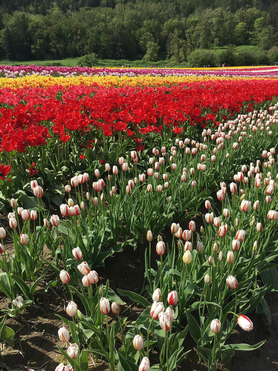 tulips green white free photo