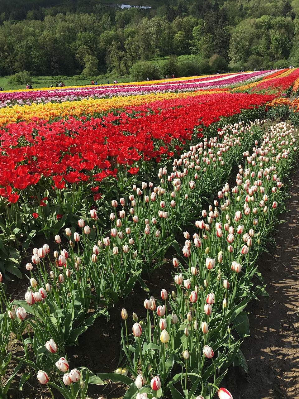 tulips field red free photo