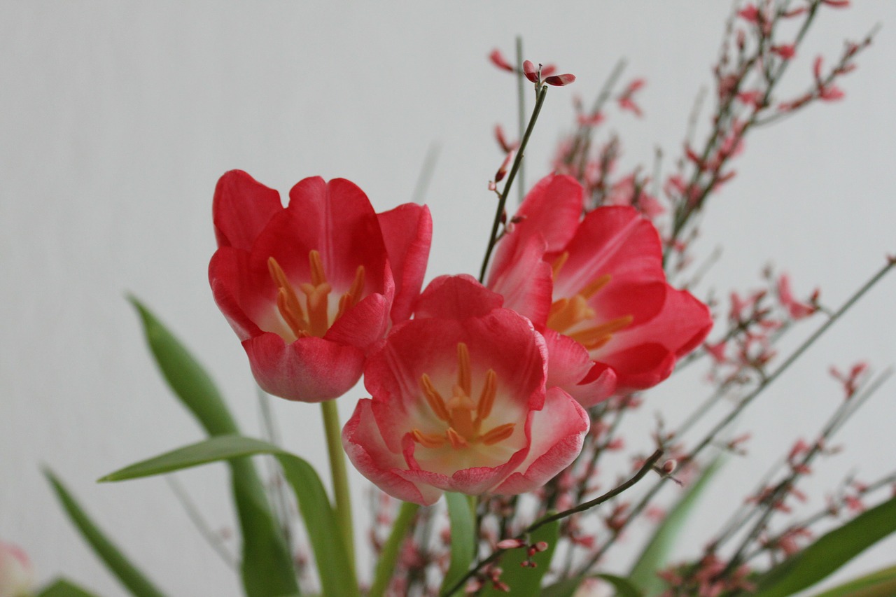 tulips flowers red free photo