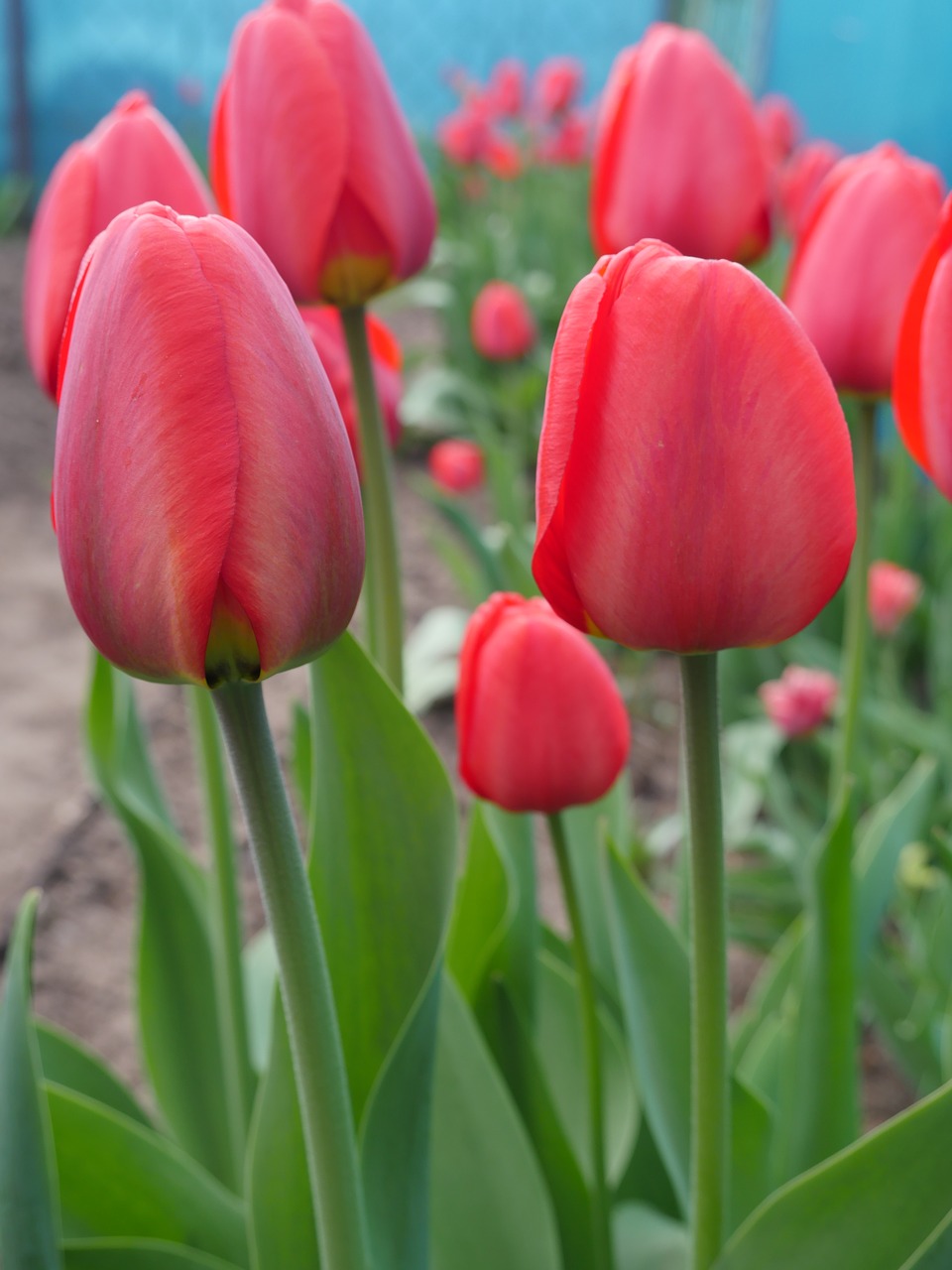 tulips red flowers spring free photo