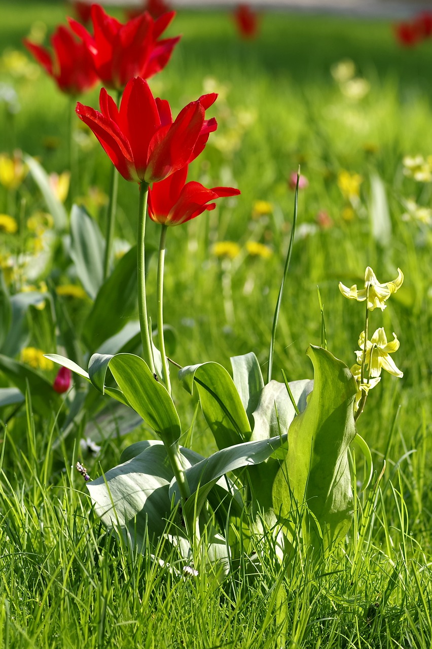 tulips red meadow free photo