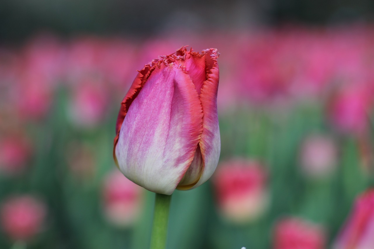 tulips spring pink free photo