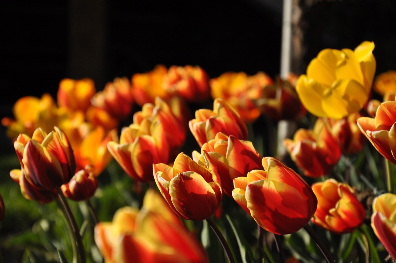 tulips yellow red free photo