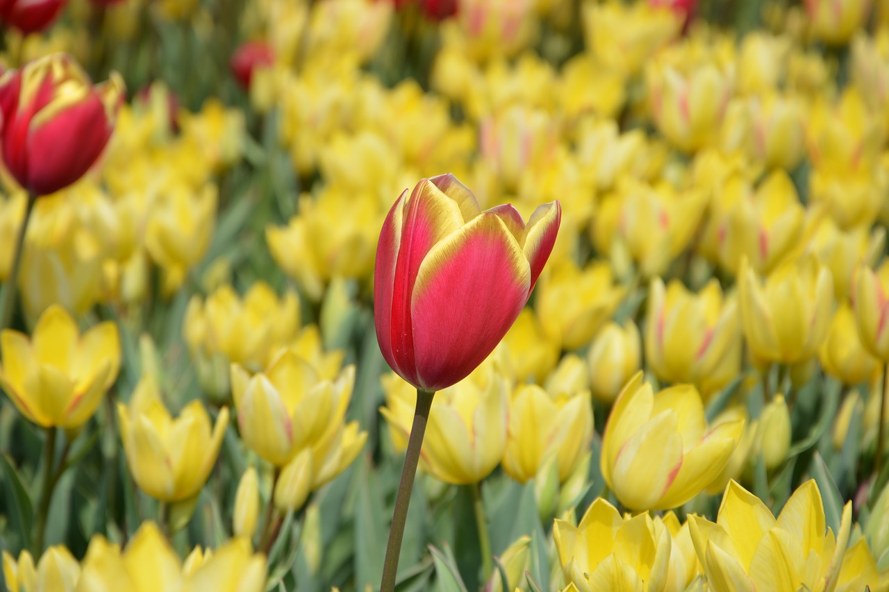 tulips flower nature free photo