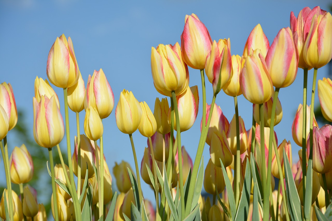 tulips flower nature free photo