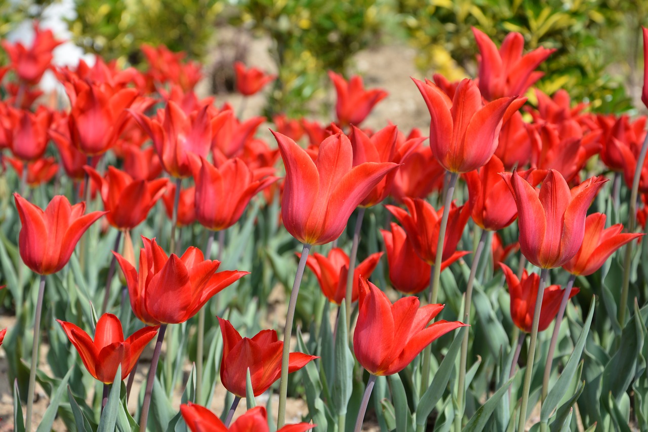 tulips flower nature free photo