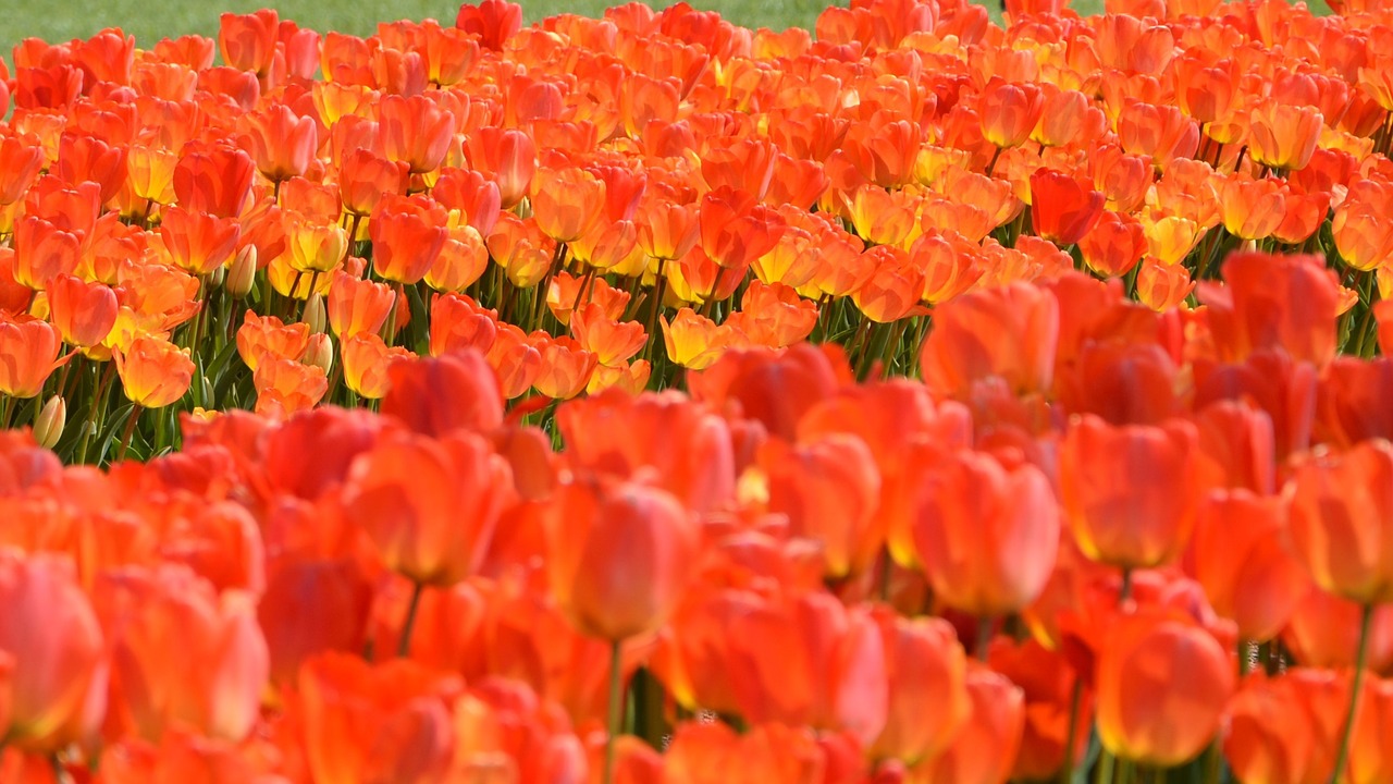 tulips park red free photo