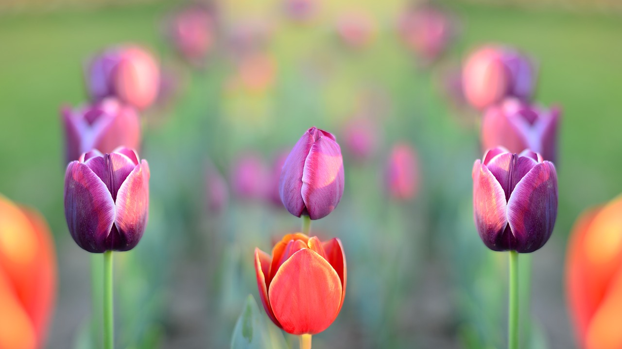 tulips park red free photo