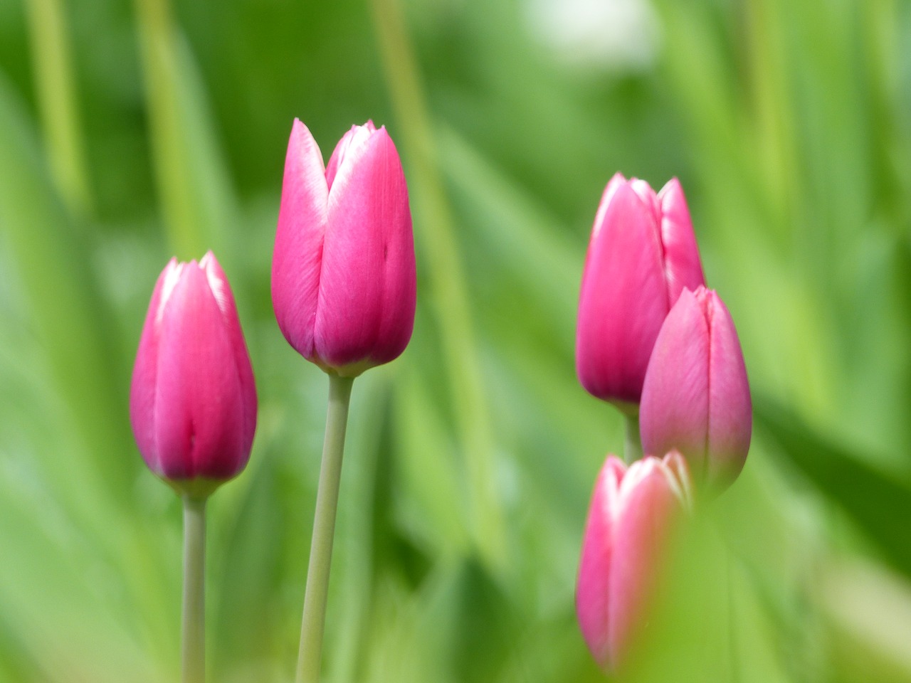 tulips nature pink free photo