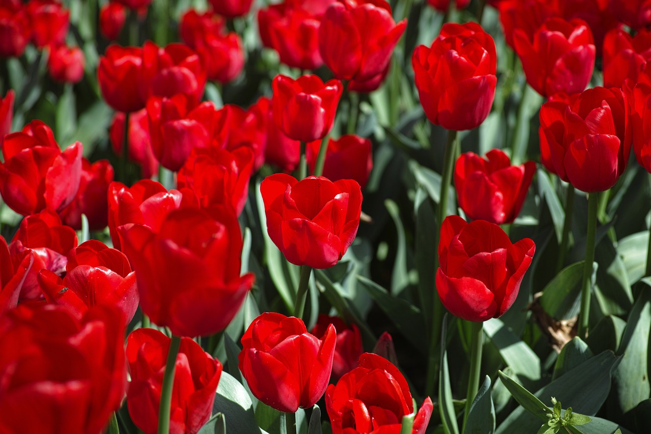 tulips flower vivid color free photo
