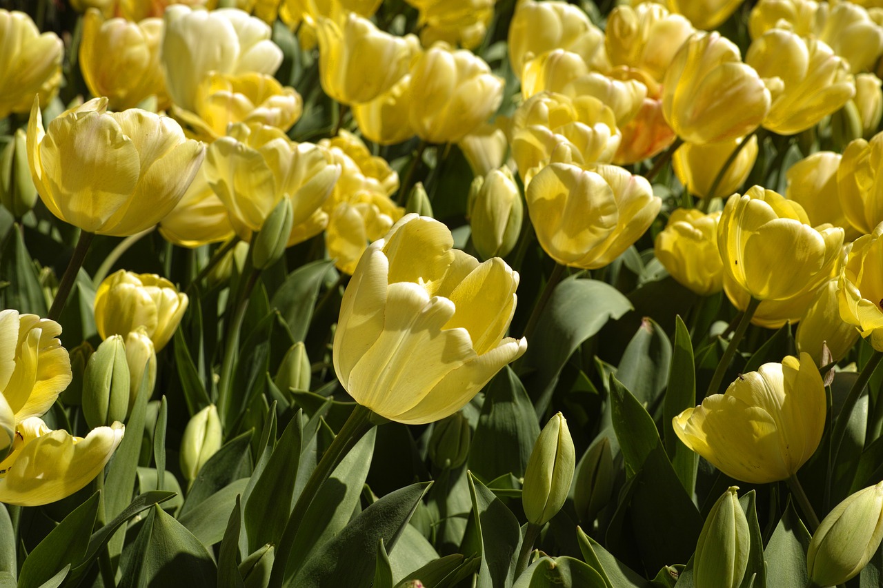 tulips flower vivid color free photo