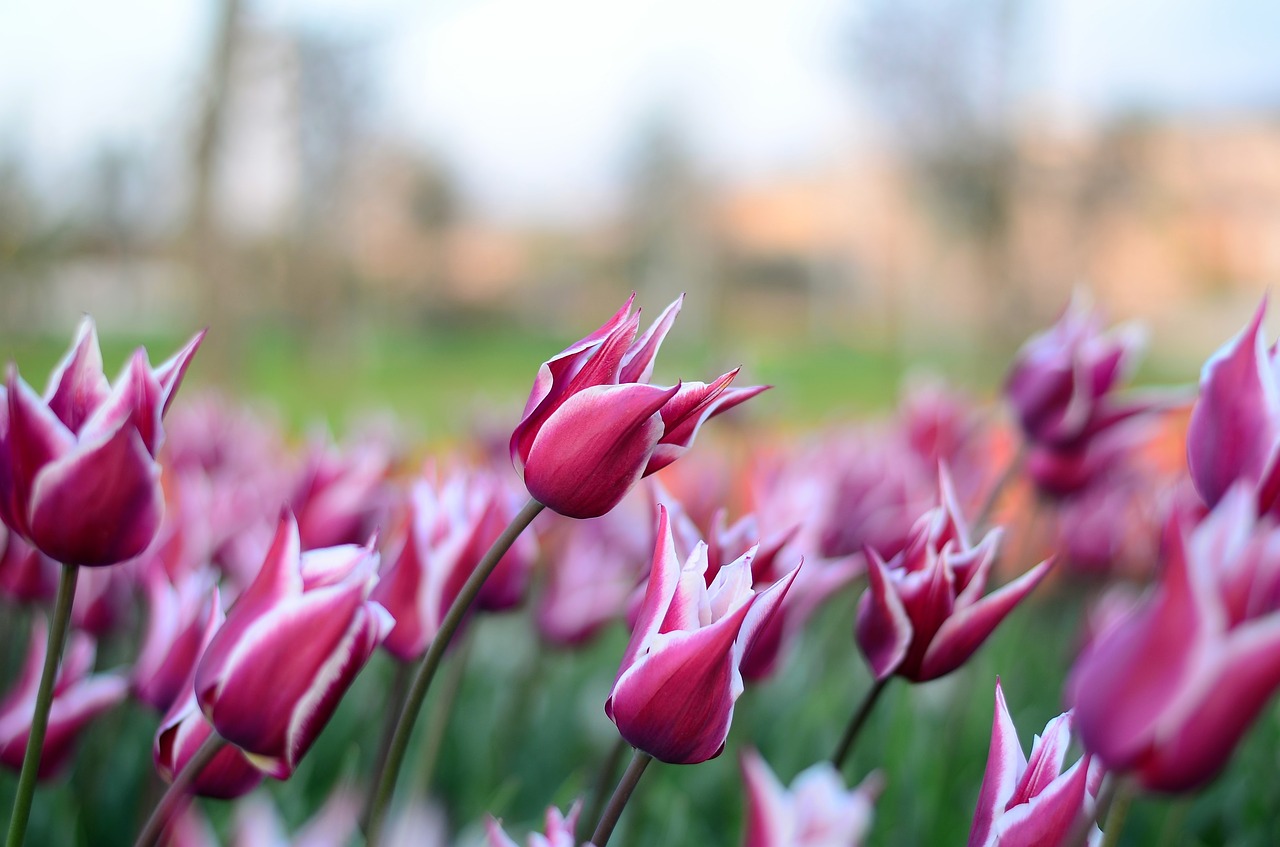tulips flower macro free photo