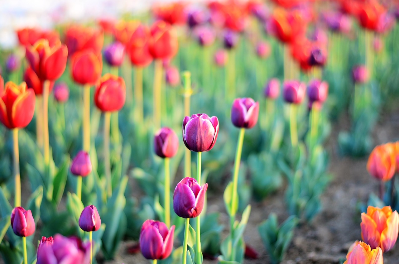 tulips flower macro free photo