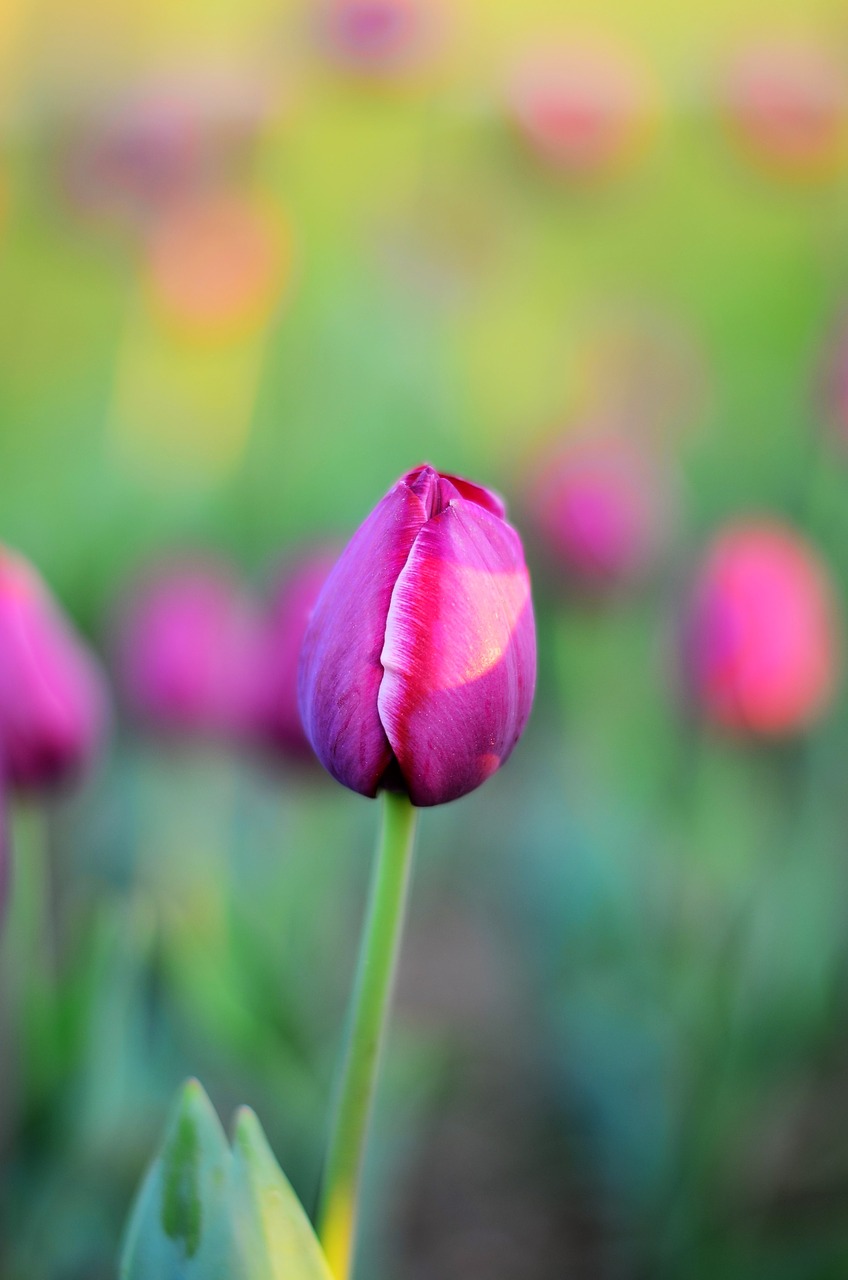 tulips flower macro free photo