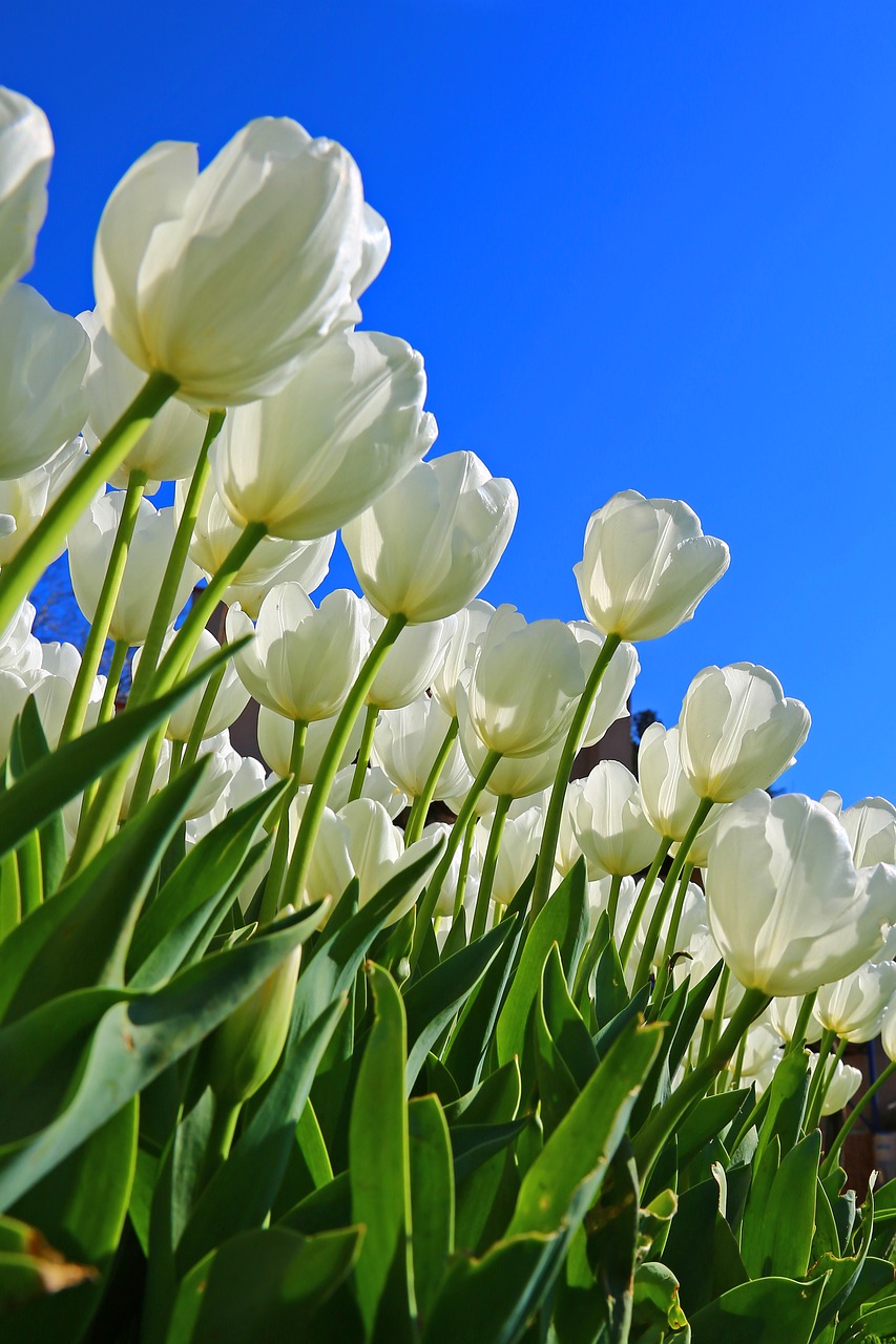 tulips white flower free photo