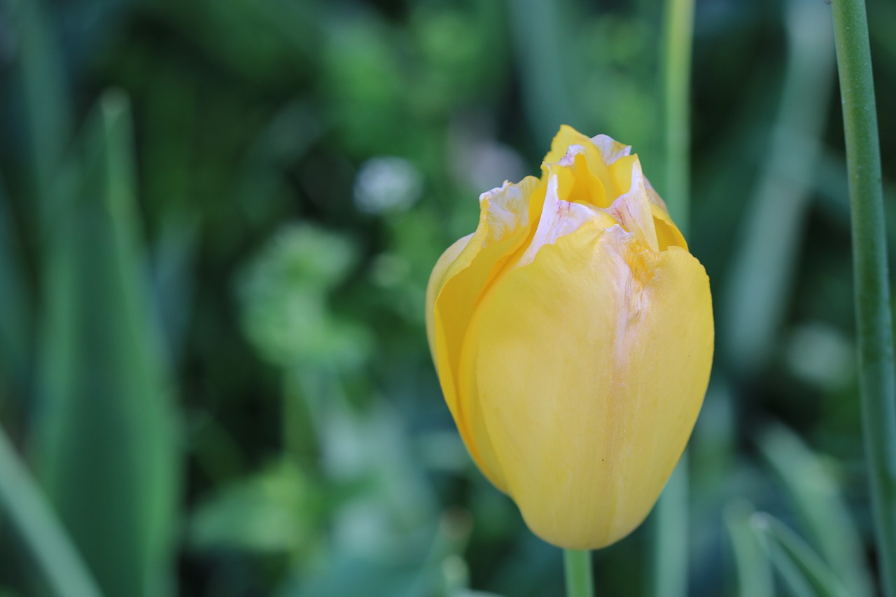 tulips yellow tulip plant free photo