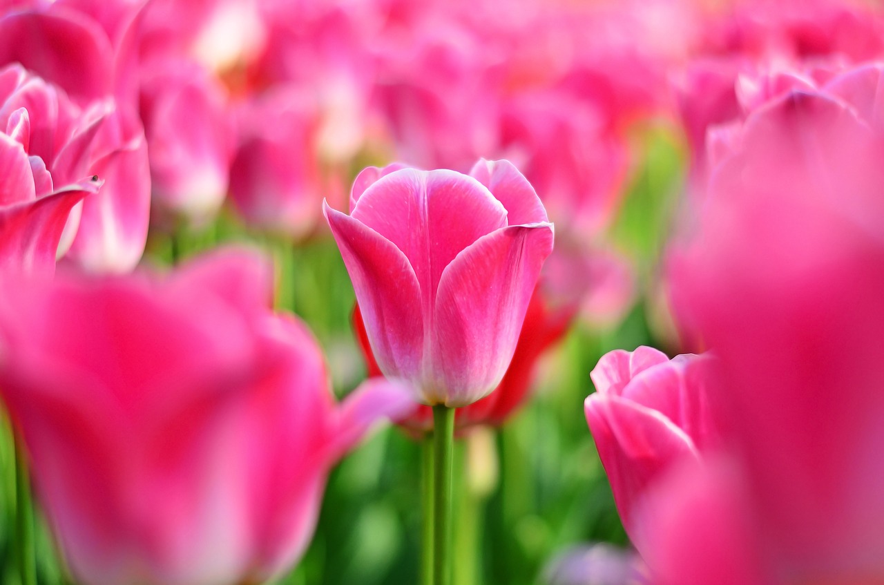 tulips red macro free photo