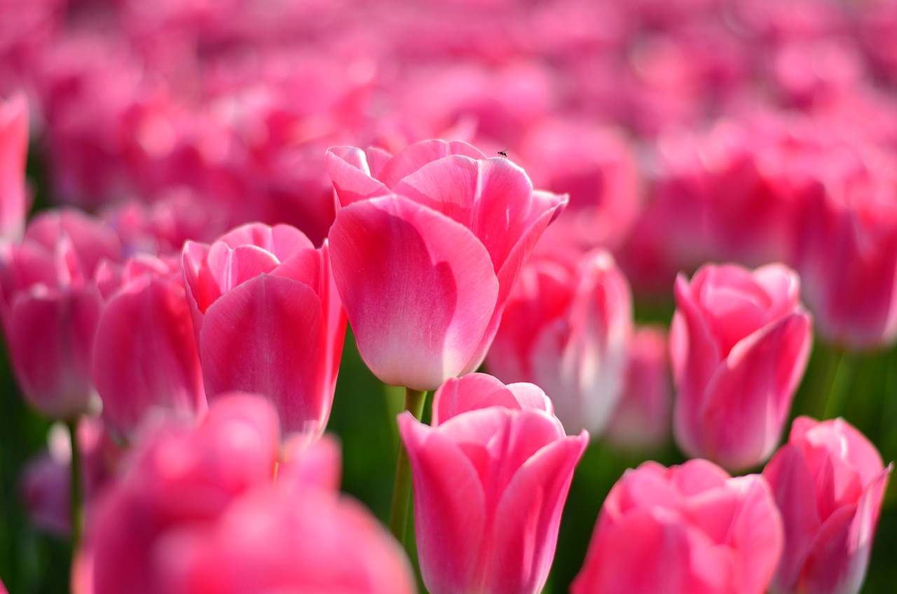 tulips red macro free photo