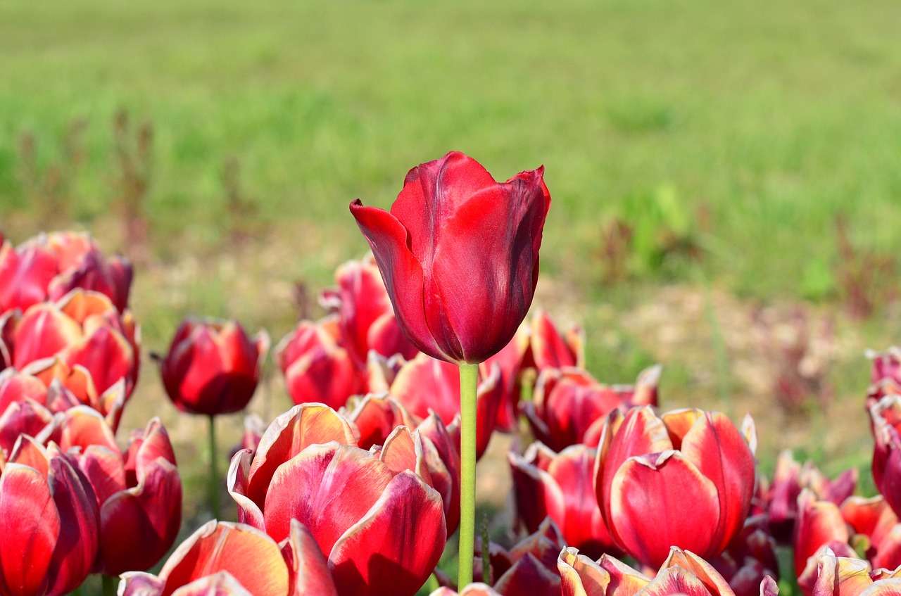 tulips red macro free photo