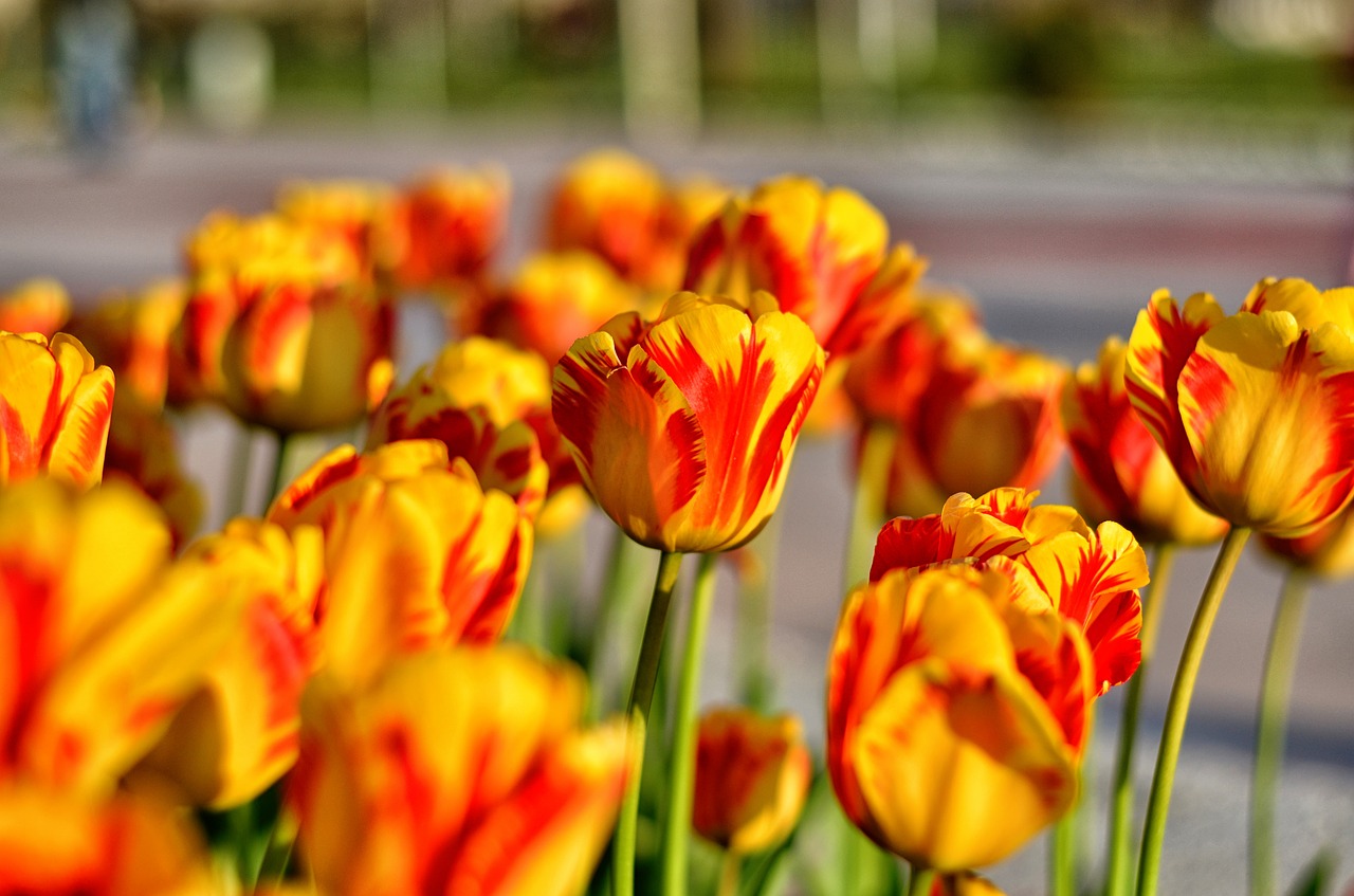 tulips red macro free photo