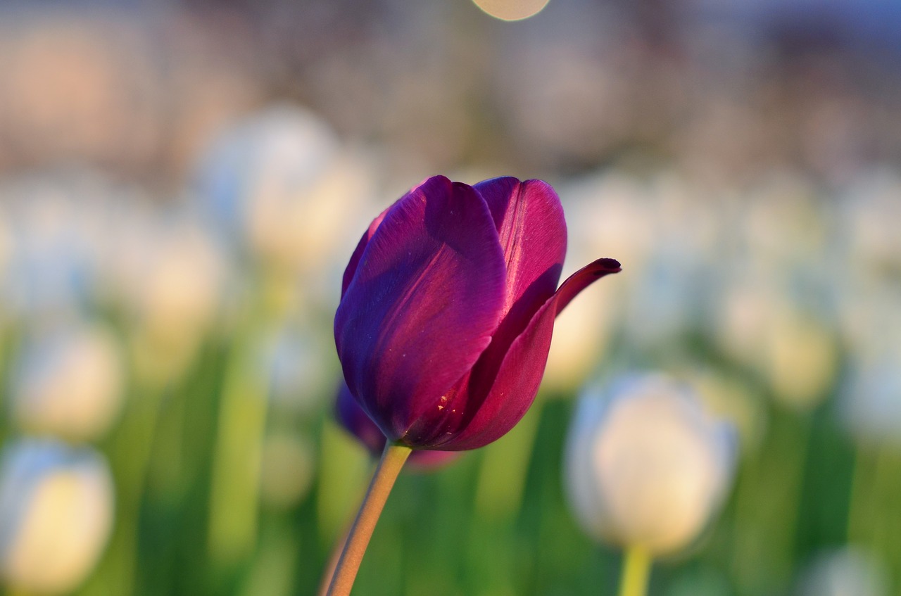 tulips red macro free photo